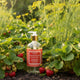 Strawberry & Fennel Hand Soap