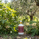Wild Fig & Olive Hand & Body lotion